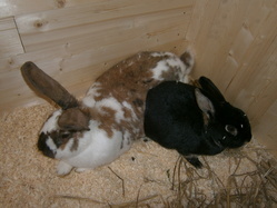 Kaninchen Kaninchen